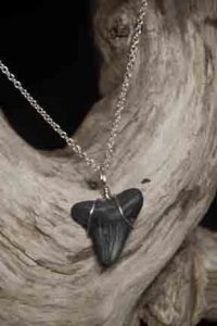 Ocean Sands Necklace with a prehistoric shark tooth hanging from a 20" chain