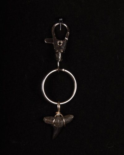 ST01.4-KCT-KEYCHAIN-SHARK-TOOTH-6637 Ocean Sands Jewelry : Keychains ST01.4-KT