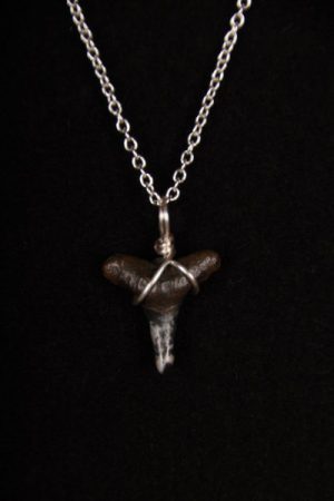 Ocean Sands Jewelry : Necklace - Shark Tooth ST01.5-S18-1