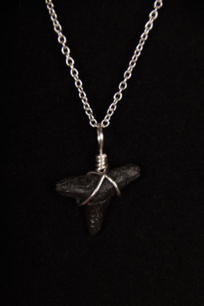 Ocean Sands Jewelry : Necklace - Shark Tooth ST01.5-S18