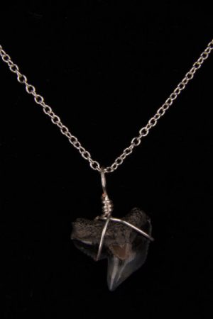 Ocean Sands Jewelry : Necklace - Shark Tooth ST01.7-S18